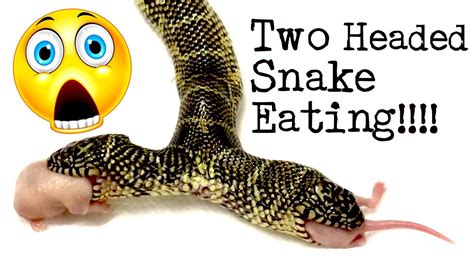 RARE TWO-HEADED SNAKE! BOTH HEADS EATING!! - YouTube