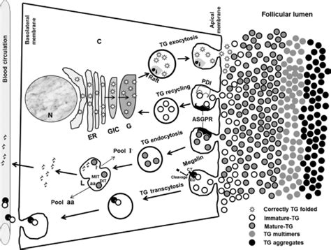 Thyroglobulin Structure, Function, and Biosynthesis | Oncohema Key