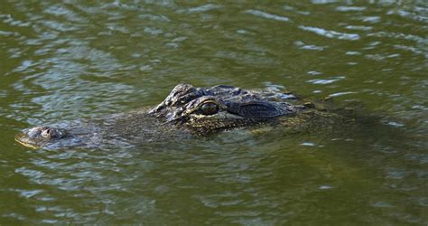 How to avoid and survive an alligator attack : NPR