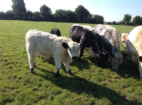 64 best images about Speckle Park Cattle on Pinterest | Parks, Cattle ...