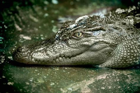 The surprising story of rediscovering Siamese crocodiles in Southwest Asia | One Earth