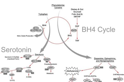 MTHFR and Depression – The Folate and BH4 Connection | Beyond MTHFR ...