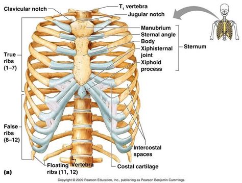 Axial skeleton rib cage anatomy - www.anatomynote.com | Rib cage ...