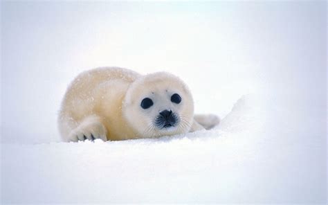 Baby Seal Wallpapers - Wallpaper Cave