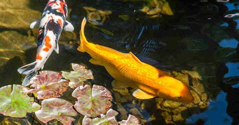 Best & Easiest Fish Varieties to Stock a Backyard Pond With - Fish Tank Advisor