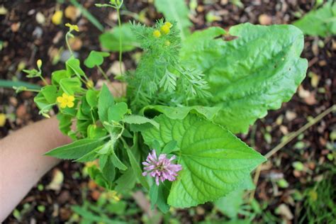 20+ Edible Weeds in Your Garden (with recipes!)