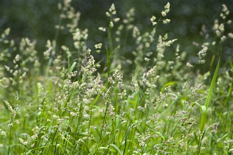 Poa Annua Identification Guide (Look for these 5 things!) – Care for Your Lawn