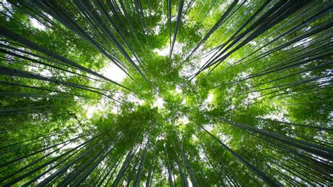 Bamboo lives for decades, flowers once, then dies: four bamboozling science facts