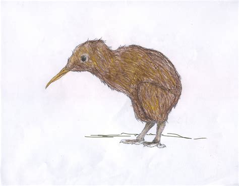 Endangered kiwi bird gets coverage – xpress