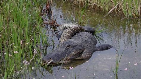 Everglades Florida, US: travel video HD | Amazing photos of Everglades National Park, Florida ...