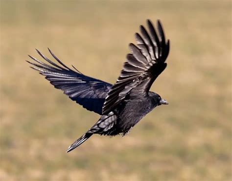 How Far Can a Crow Fly? (The Answer May Surprise You!) - Raising My Pets