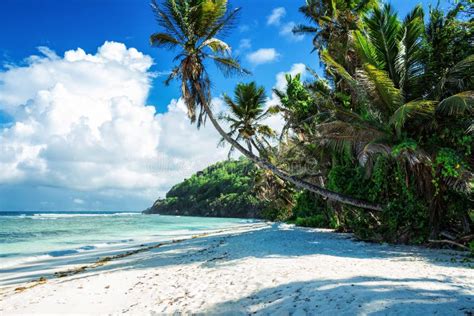 Maldives Beach with Palm Trees Stock Photo - Image of ocean, cloud ...