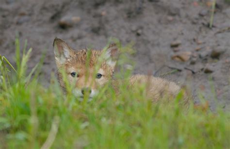 Fy Nyth...: Coyote Puppies!