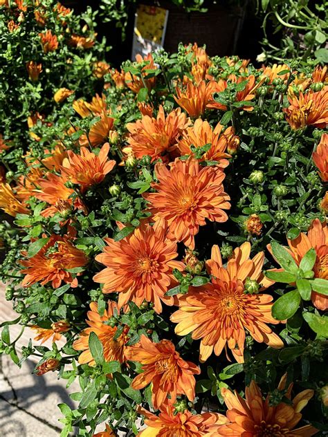 Fall Mum Care Made Easy: Buying, Growing & Care Guide