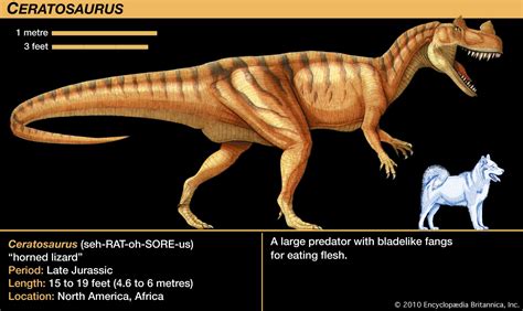 Ceratosaurus | Carnivorous, Jurassic, Quadrupedal | Britannica