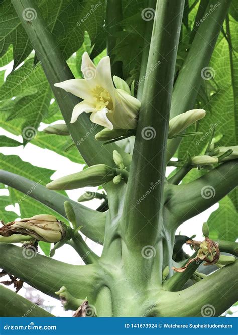 Flowers of papaya tree. stock photo. Image of hermaphrodite - 141673924