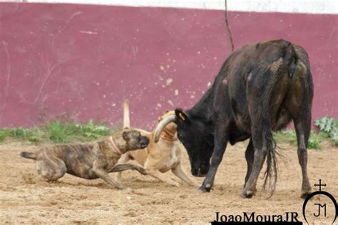 44 best images about Echan perros al toro (Bull-Baiting) on Pinterest