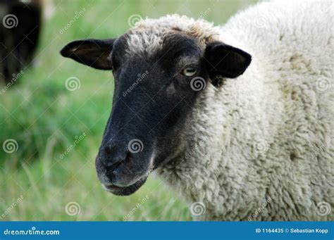 Black sheep stock image. Image of face, head, animal, farming - 1164435