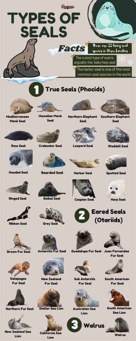 Dive Into the Ocean: Full Guide To All 33 Types of Seals