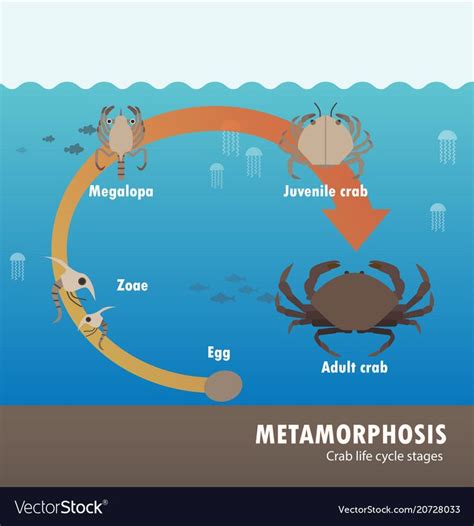 Life Cycle Of Mud Crab