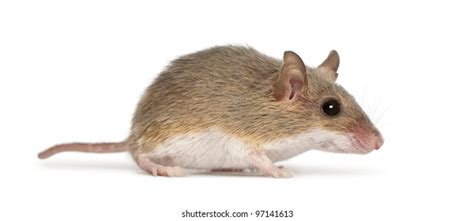 African Pygmy Mouse Mus Minutoides Smallest Stock Photo 97141613 ...