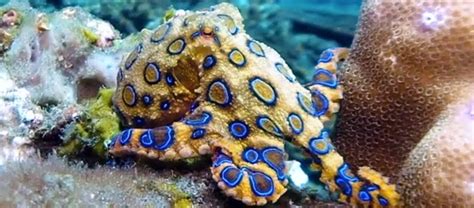 The Deadly Blue-Ringed Octopus | Critter Science