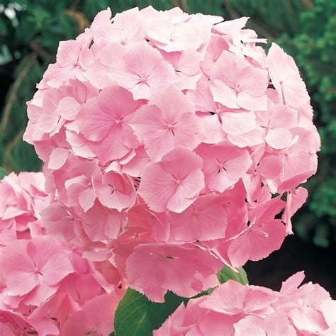 Forever Pink Hydrangea: Flowering Shrubs from Gurneys