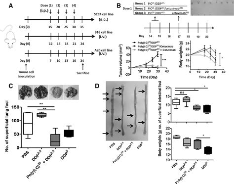 Figure 5 from The TLR3 Agonist Inhibit Drug Efflux and Sequentially Consolidates Low-Dose ...