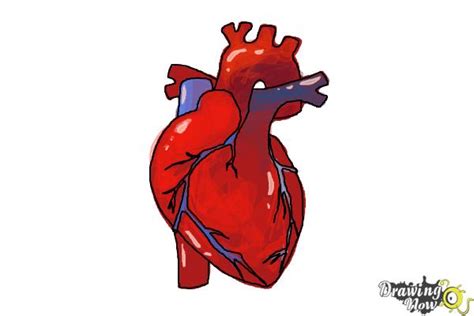 How to Draw a Human Heart - DrawingNow