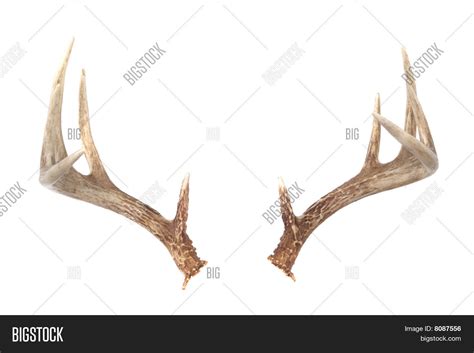 Whitetail Deer Antlers Image & Photo (Free Trial) | Bigstock