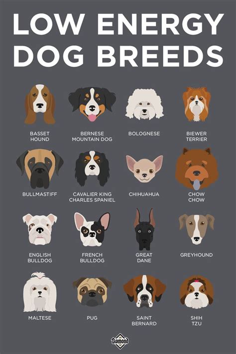 Low Energy Dog Breeds | Dog breeds, Low energy dogs, Dog breeds chart