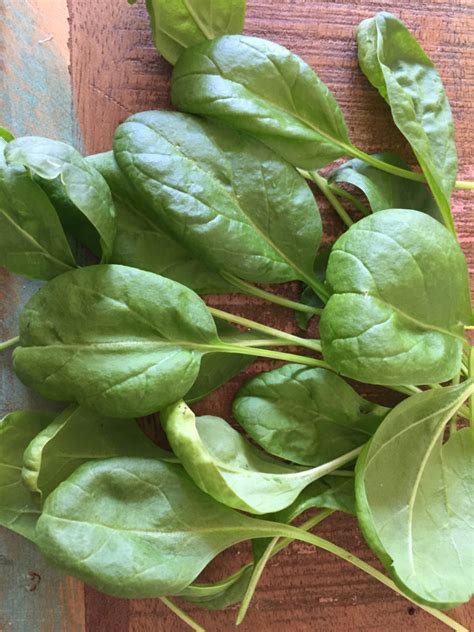 Tales from an Indoor Spinach Container Garden on Day 131 of Coronavirus Isolation - Those ...