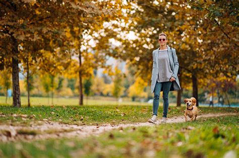 Dog walking in park – free photo on Barnimages