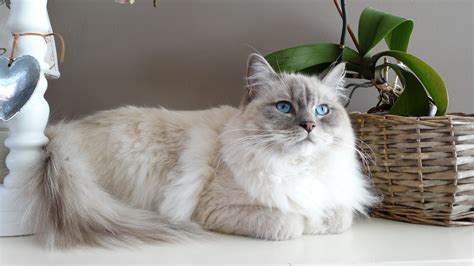 Ragdoll : Prix de ce chat, Comportement & Caractère, Santé