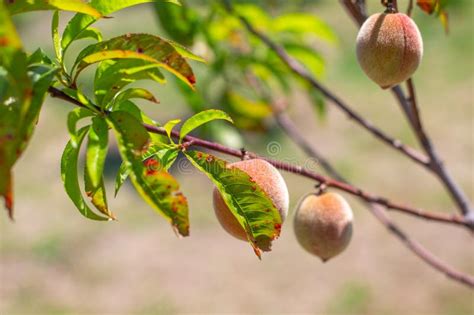 Young Peaches Growing on a Diseased Tree. Treatment for Diseases and Parasites and Care for ...