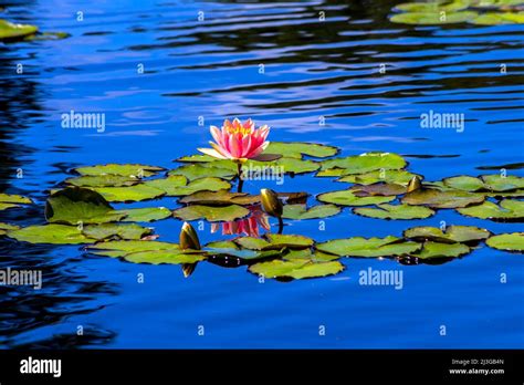 Pink water lily in the pond,Colorado Stock Photo - Alamy