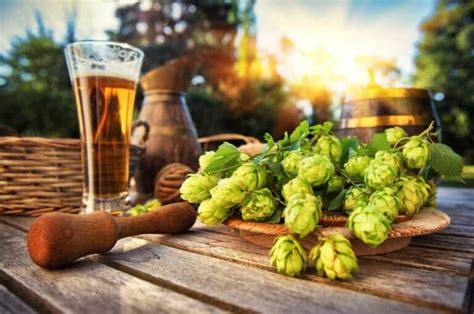 What are Hops in Beer? (Different Types of Hops)