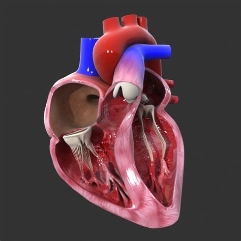 Human Heart 3d Animation