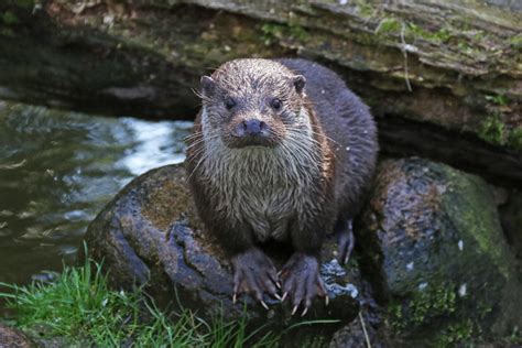 cute Eurasian otter by BetaDraconis on DeviantArt