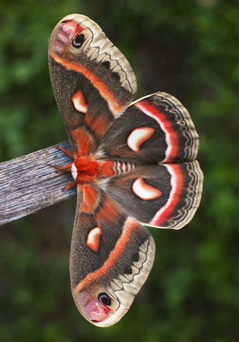 25+ bästa Cecropia moth idéerna på Pinterest | Vackra fjärilar, Nattfjäril och Buggar