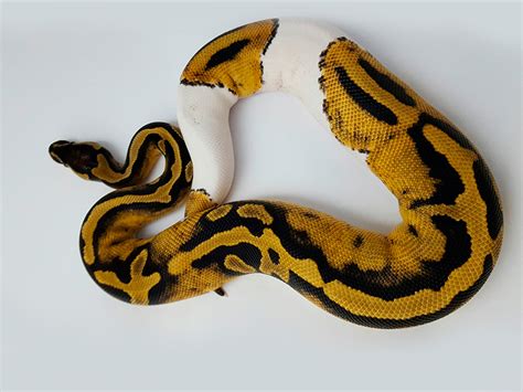 Morph List - World of Ball Pythons