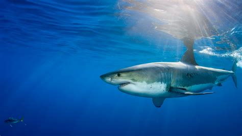 Sharks use Earth's magnetic field to navigate the seas | Science | AAAS