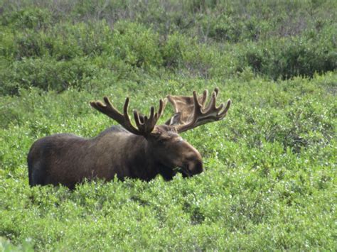 Wildlife of Denali National Park, Part 3 – Wildlife Leadership Academy