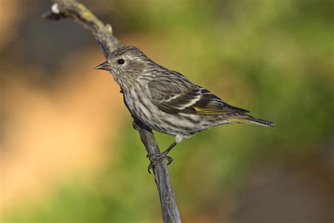 Pine Siskin Photograph by Anthony Mercieca | Fine Art America