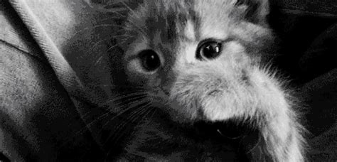 angry kitten | GIF | PrimoGIF