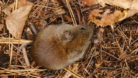 Long-term study links tree seeds, rodent population fluctuations - College of Natural Sciences ...