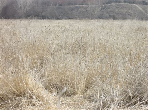 Dry Grassy Field 2 Free Stock Photo - Public Domain Pictures