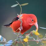 Maui Forest Bird Recovery Project – Put Extinction in the Past