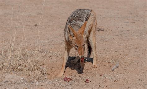 What Do Jackals Eat? (Diet & Facts)