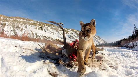 mountain view food lion - Mitzi Burr